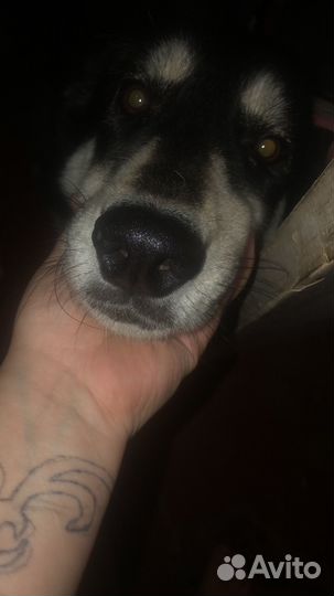 Хаски в добрые руки