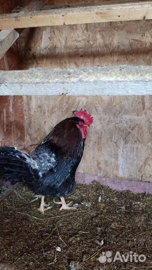 Петух гордый