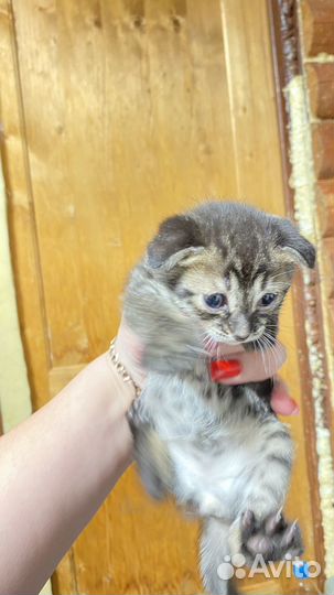 Котята от бенгальской кошки