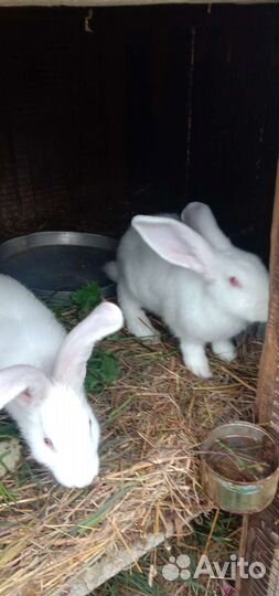 Кролик белый Панон мальчики