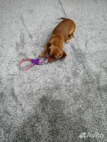 Кроличья такса