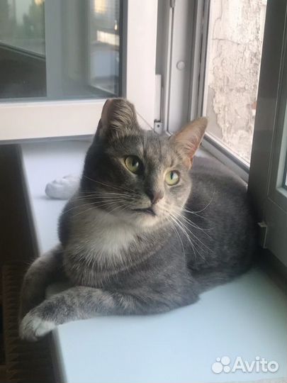 Отдам в добрые руки