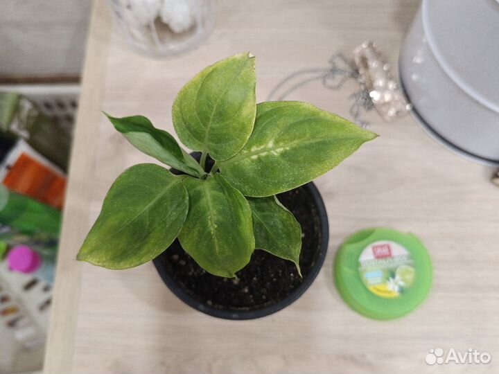 Дифенбахии