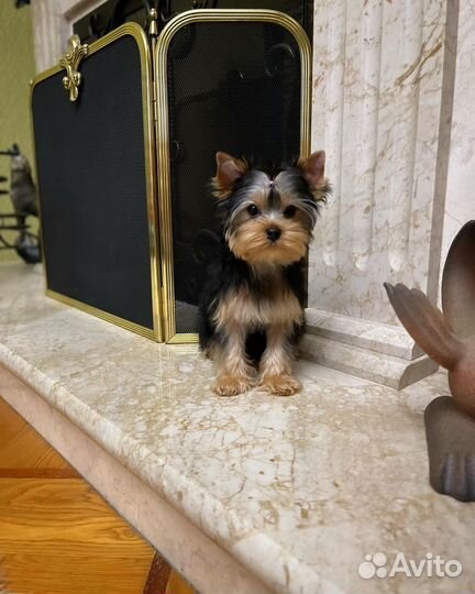 Йоркширский терьер