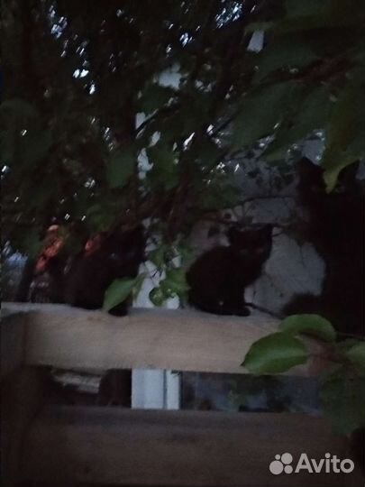 Котята в добрые ручки