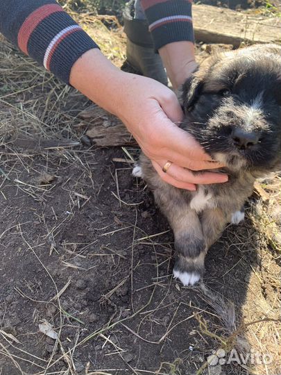 Щенки бесплатно