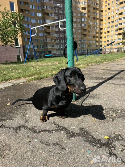 Такса