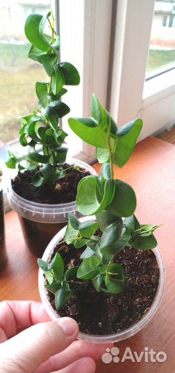 Фикусы Барокко (Барок) Н 16 и 13 см