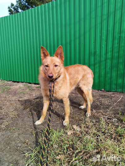 Рыжая собака