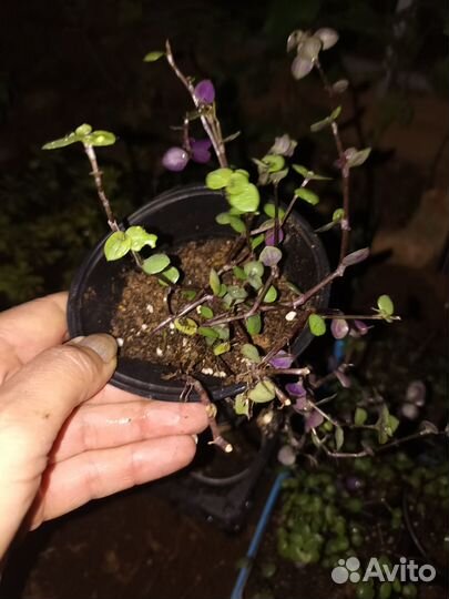 Традесканция мелколистная коллизия ампельная