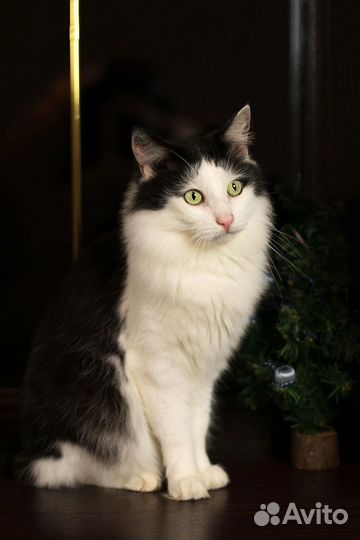 Кот-Альберт(принц)