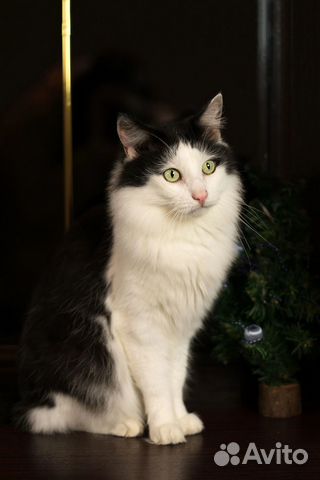 Кот-Альберт(принц)