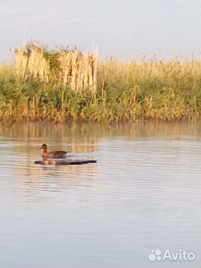 Подсадные утки чубарые