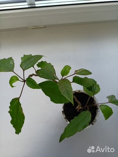 Гибискус Снежная королева цветок