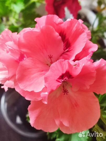 Шикарная пеларгония, большие цветы