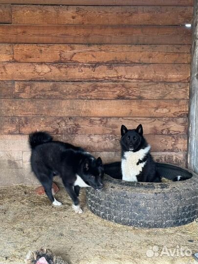Русско европейская лайка