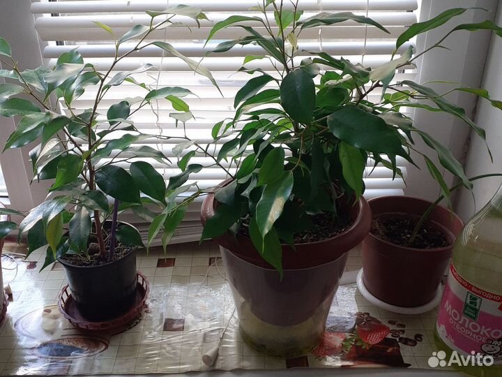 Фикус бенджамина