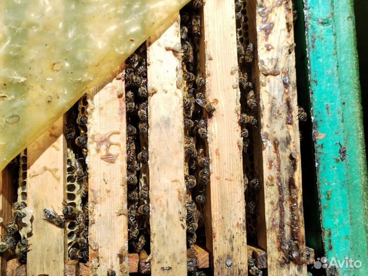 Пчелы с ульями