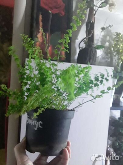 Папоротники нефролеписы