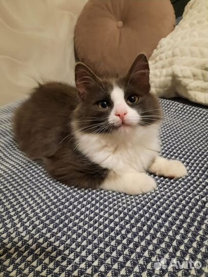Котенок