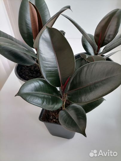 Фикус Чёрный принц