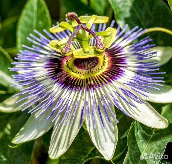 Пассифлора Карулея (Caerulea)комнатный цветок