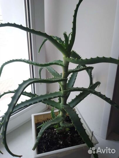 Алоэ - столетник