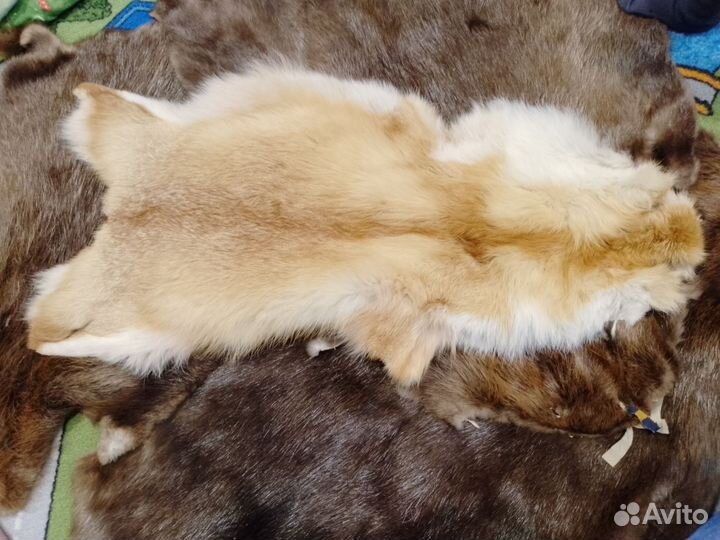 Шкуры Бобра. Енота