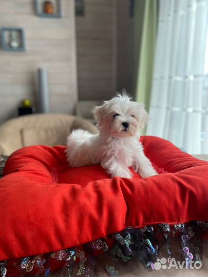 Щенок мальтезе