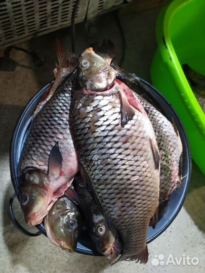 Свежий сазан