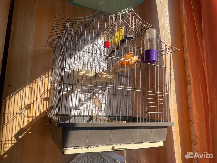 Кенара и канарейки