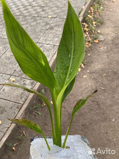 Пальма Равенала Коллекционное растение