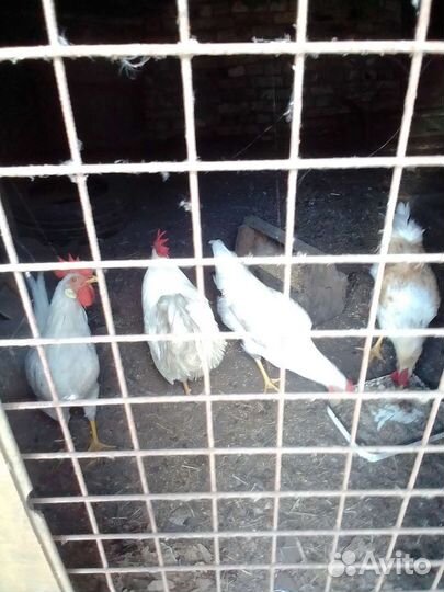 Цыплята петухи куры