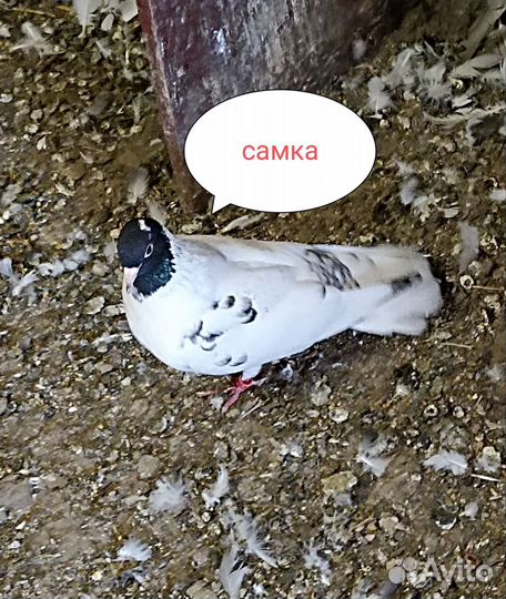 Продажа голубей