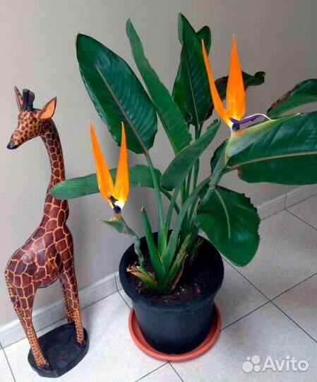 Стрелиция Регина райская птица