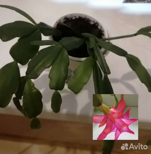 Спатифиллум