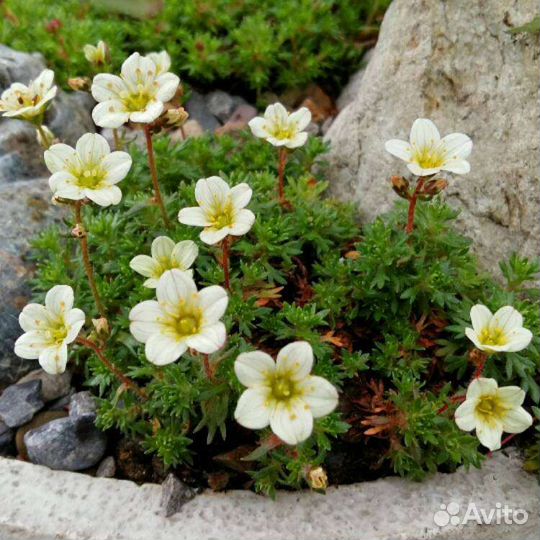 Камнеломка Арендса белая