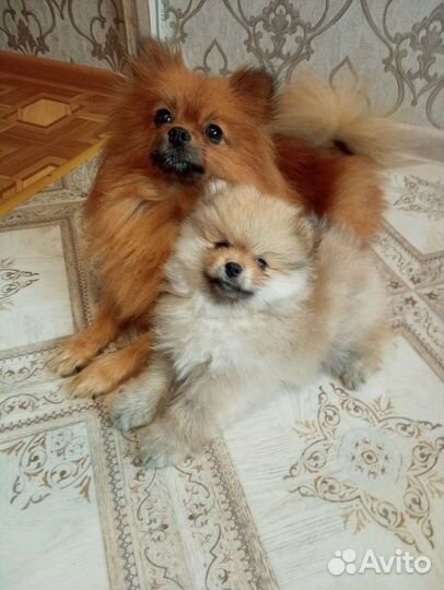 Щенки шпица