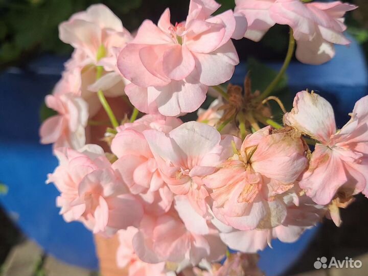 Пеларгония герань