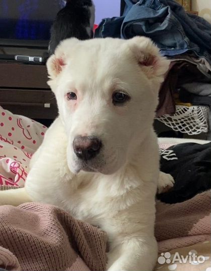 Среднеазиатская овчарка сао. Алабай. вязка