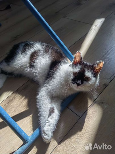 Найдена кошка