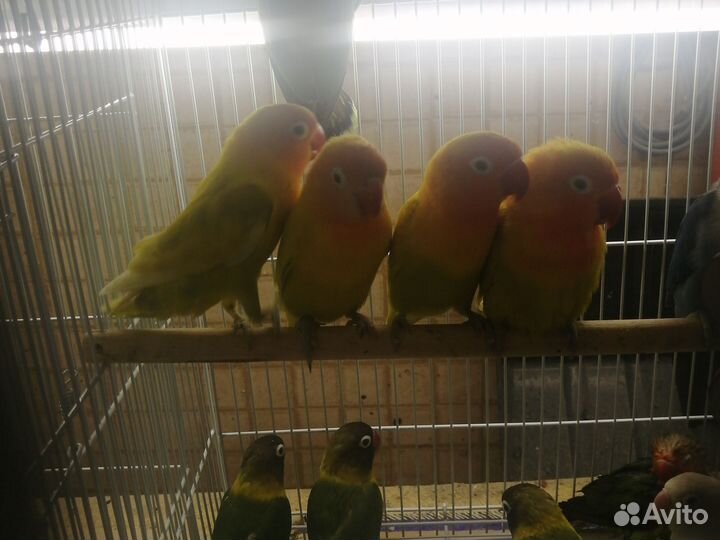 Попугай пиррура, корелла (обмен)