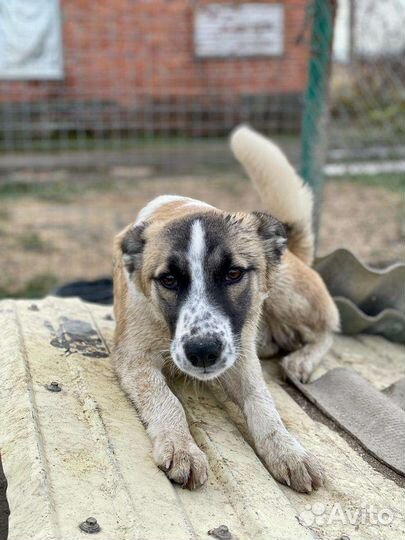 Отдам в добрые