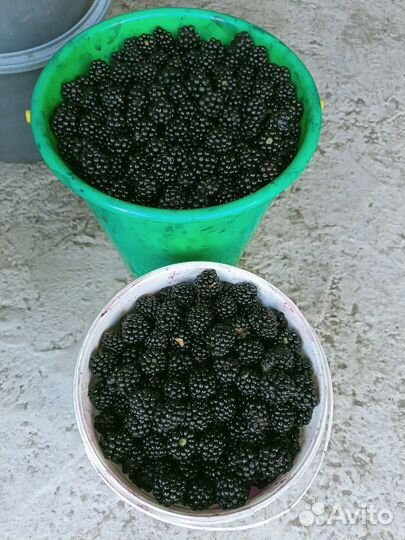 Саженцы ежевики