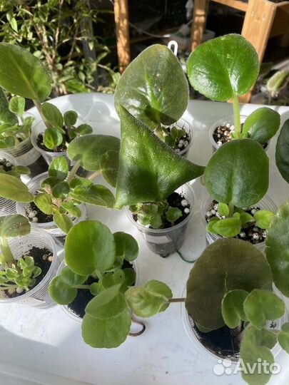 Детки сортовых фиалок, лист с детками