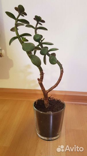 Красула толстянка