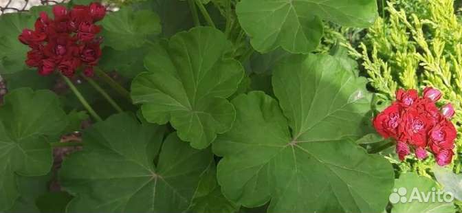 Герань розабудная малиновая