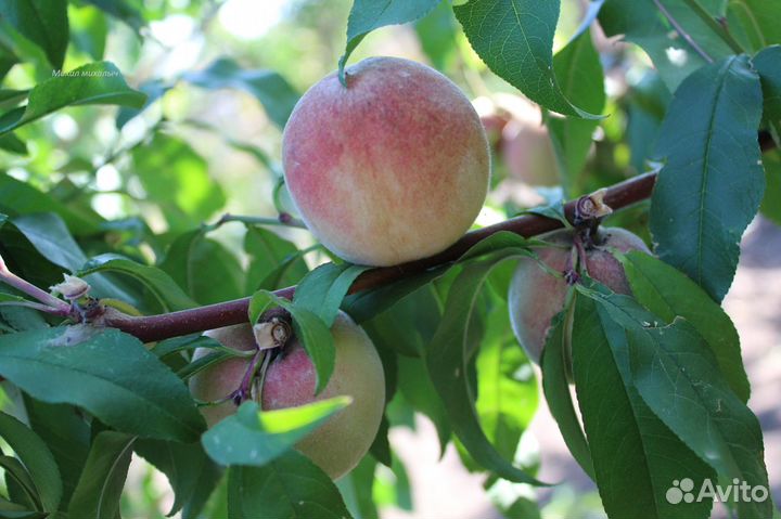 Саженцы персика ранний районированный