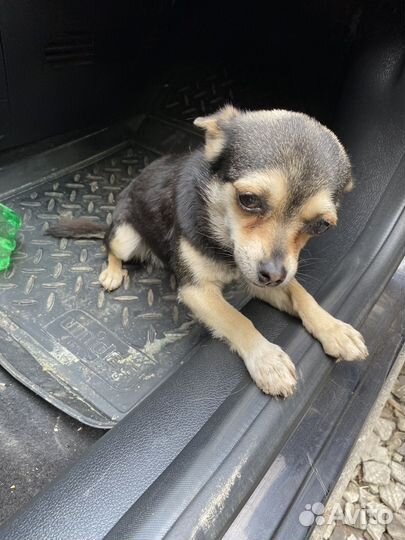 Собака в добрые руки