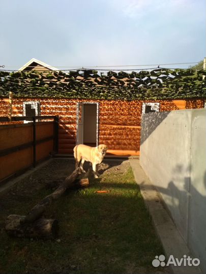 Передержка - зоогостиница для собак